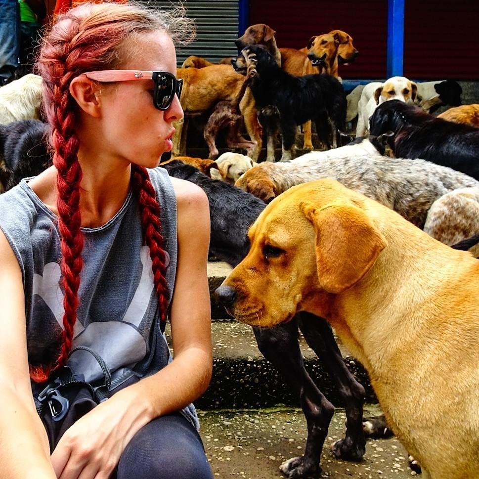 <img src="images/" width="800" height="600" alt="strays - wp image 1209971579 - Costa Rica: Hike With Over 940 Dogs at the Land of Strays">