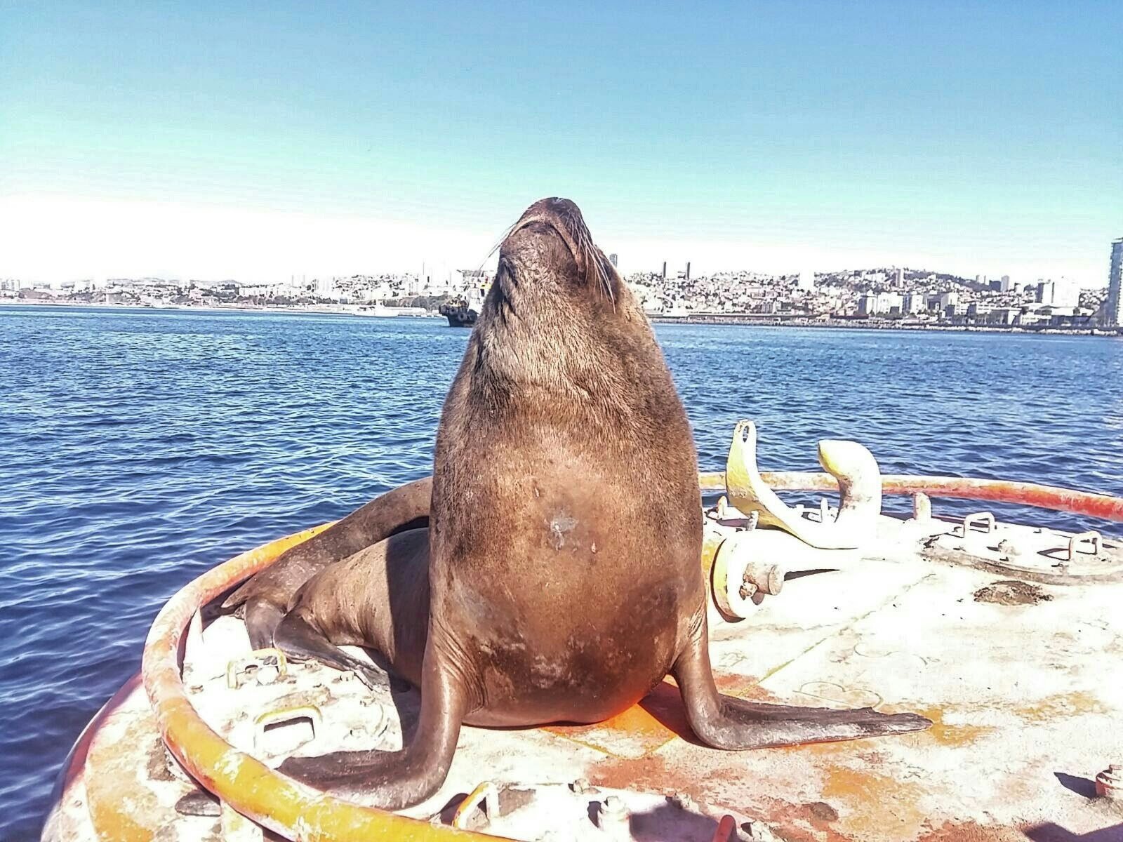 <img src="images/" width="800" height="600" alt="valparaíso - looks like seal is releasing a new album 775488549 - Chile: Valparaíso, Mountains, Murals and Music.">